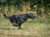 kk-dogfotos_WD4_4206_Original-priv.-Nutzung-_1208215